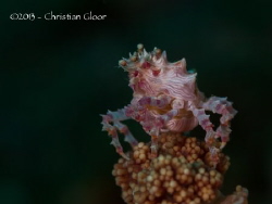 Taken in Lembeh Strait. by Christian Gloor 